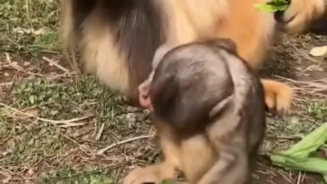 Golden Monkey Cute Baby Monkey Pets Animals Monkey Video love Animals🐒❤