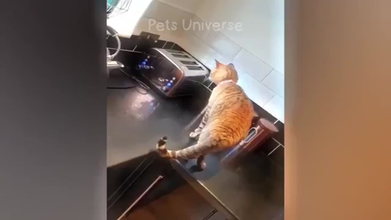 Funny cats and dog