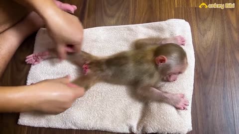 Monkey Bibi is swimming ran down to hug his father because he is afraid of thunder!