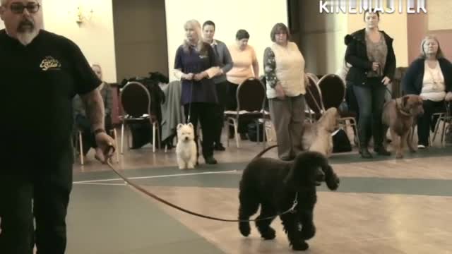 DOG TRAINING FUNDAMENTALS: LESSON 1