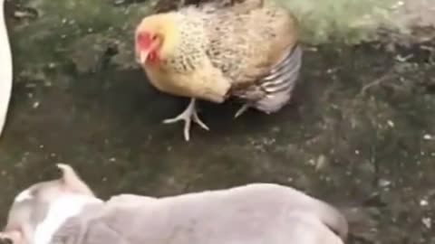 dog vs chicken funny fight