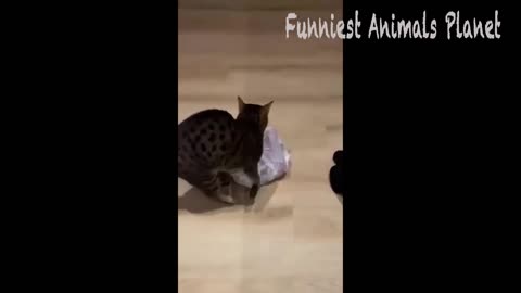 Best Funny Dogs And Cats Videos 😅 - Funniest Animals Videos 2023😇 #1