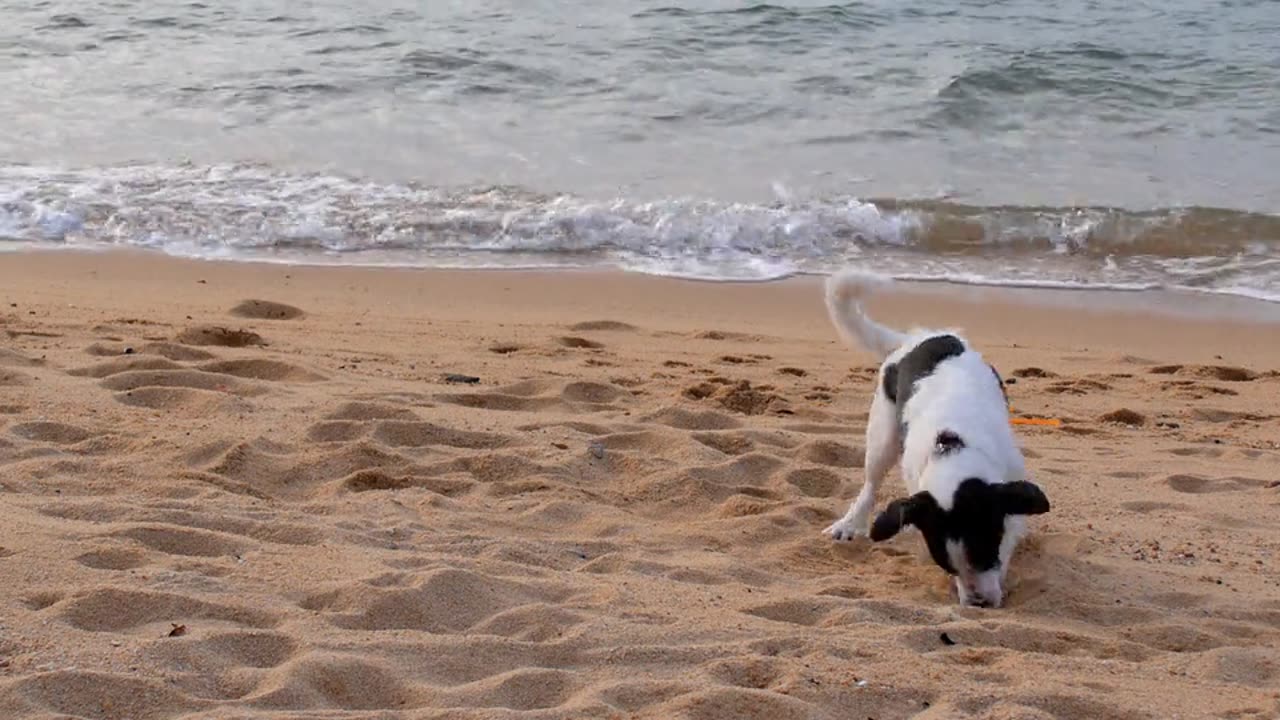 Dog Pet Mummal On The Beach .....