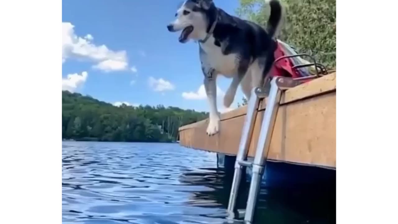Funny 🐕🐕🐶🐕🐕🐕 dog