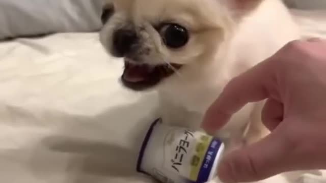 Cute dog