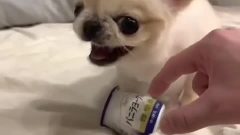 Cute dog