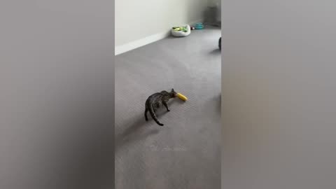 Watch as this baby giraffe takes his first steps.