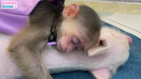 Baby Monkey first time meets Piglet