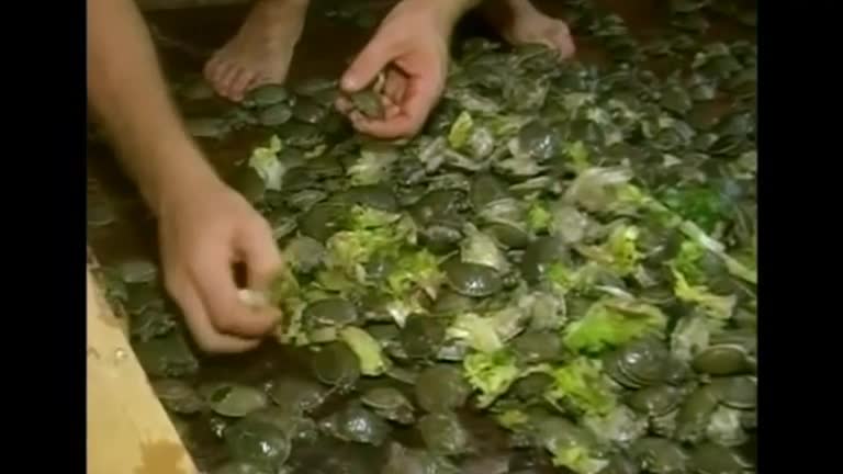 Yellow-spotted turtles rescued from trafficking
