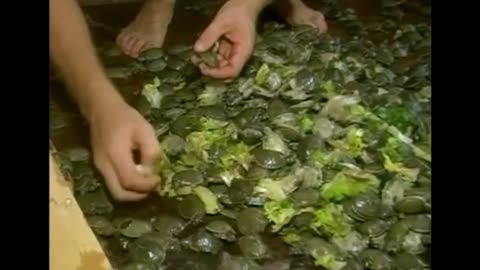 Yellow-spotted turtles rescued from trafficking