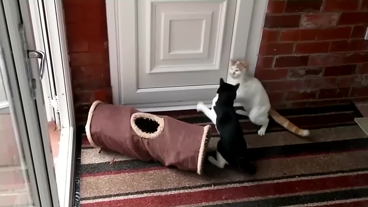 Funny & Cute Cat Compilation Video
