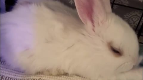 The rabbit was sleepy and could hardly keep its eyes open