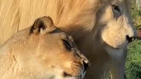 lion lover