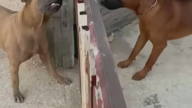 FUNNY DOG FIGHT