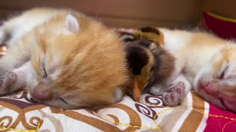 Cute kittens are fast asleep with chicks