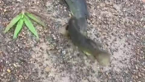 This is a beautiful and charming water-dwelling species