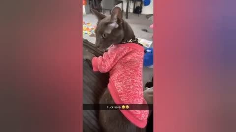 HOUR FUNNY CATS COMPILATION 2022😂_ Funny and Cute Cat Videos😸 ! - 034