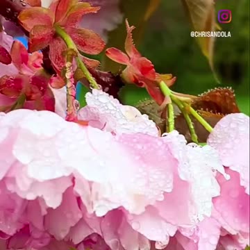 BIRDS AND RAIN DROPS