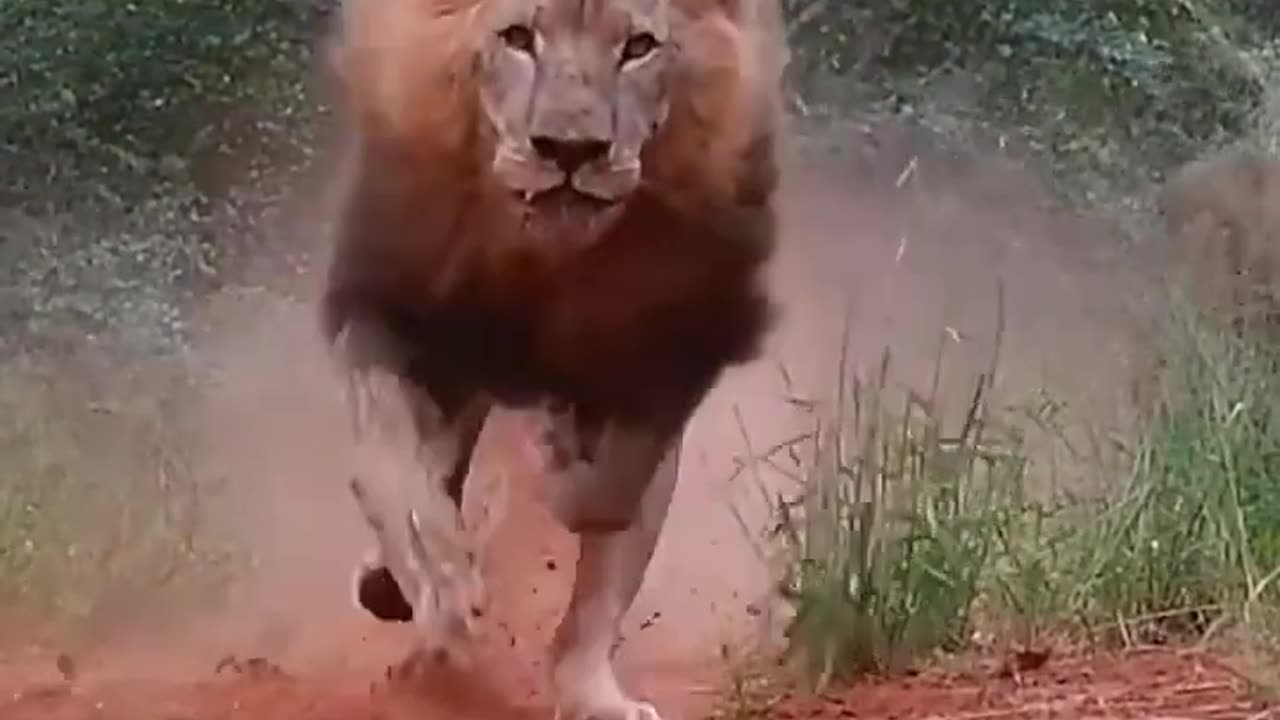 Angry lions #shorts #lion #shortvideo #viralvideo #trending