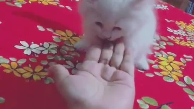 CUTE SMALL CAT PLAYING WITH ME.