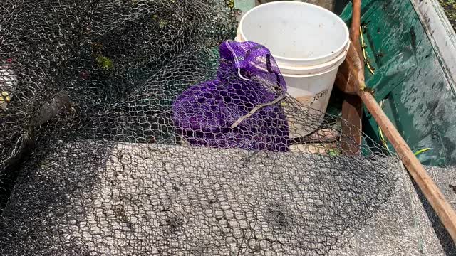 Running crawfish nets in the swamp the old-fashioned way