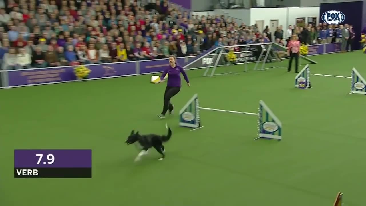 Check out the best of the 2019 WKC Masters Agility Championship