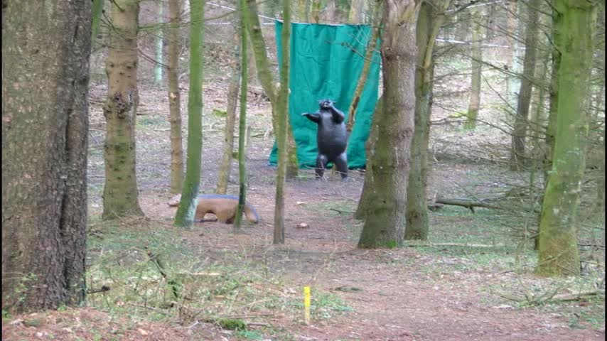 some 3d archery impressions