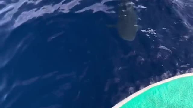 Would you get in the water knowing she is waiting for you?