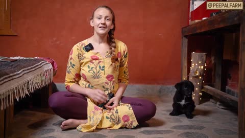 Teach 3 tricks in 3 minutes! Dog Training