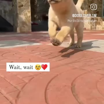 Cute puppy animal beautiful animals 😻😍 lover anamal