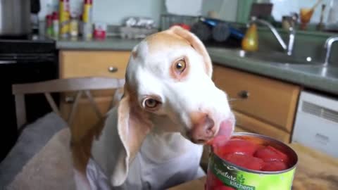 Funny Dog Makes Spaghetti Chef Dog Maymo