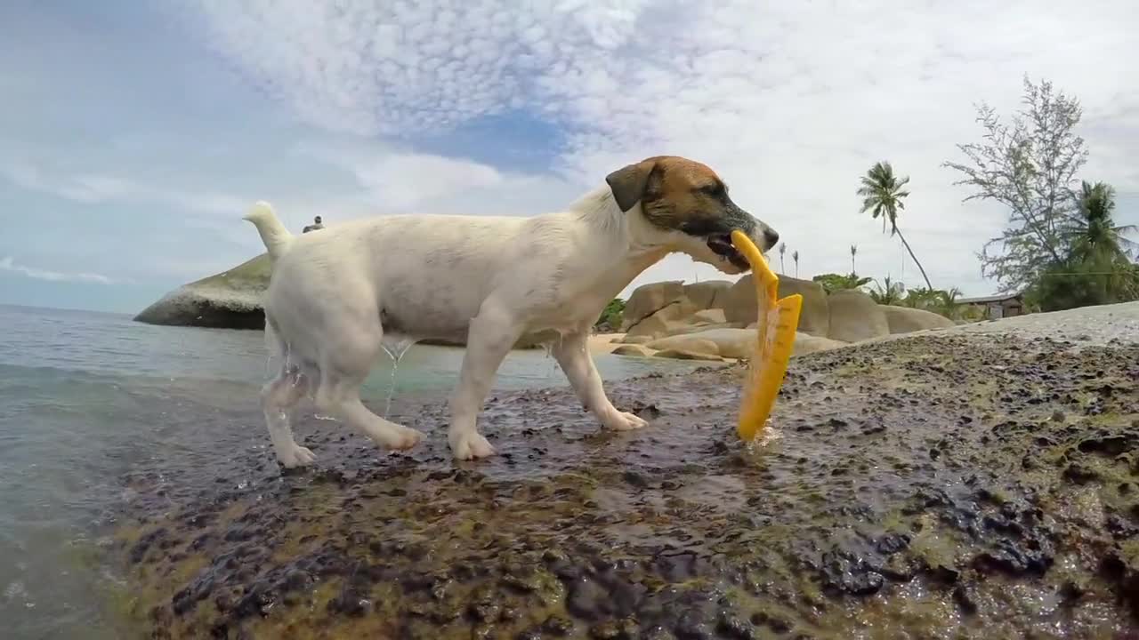 dog swimming on the beach