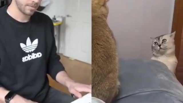 meowzart -- _giorgio_lp_ _-__pianist