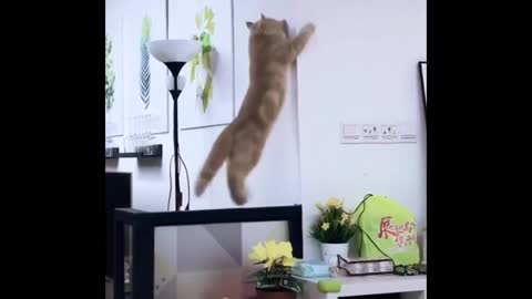 funny cats video