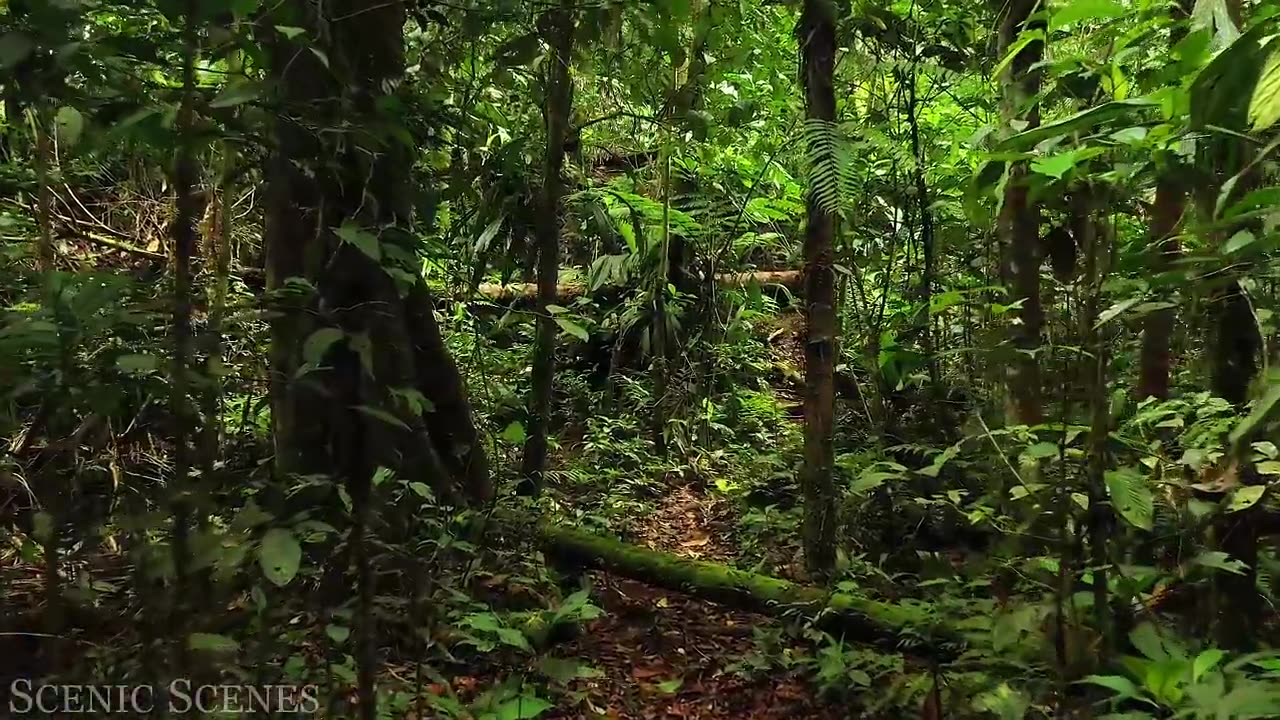 Life of Animal in Amazon