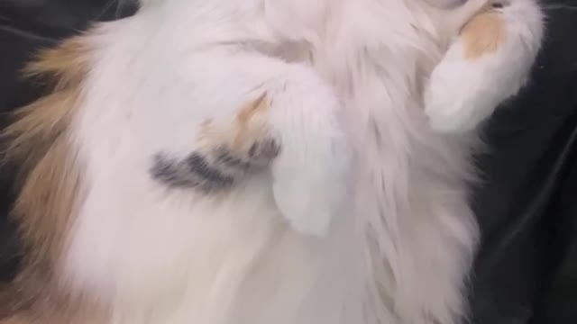 Egyptian Kitten Sleeping Hair Brushing | Cute Pets Videos | DearDiaryTingTing | #Shorts