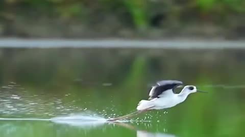 Birds trying to catch a fish