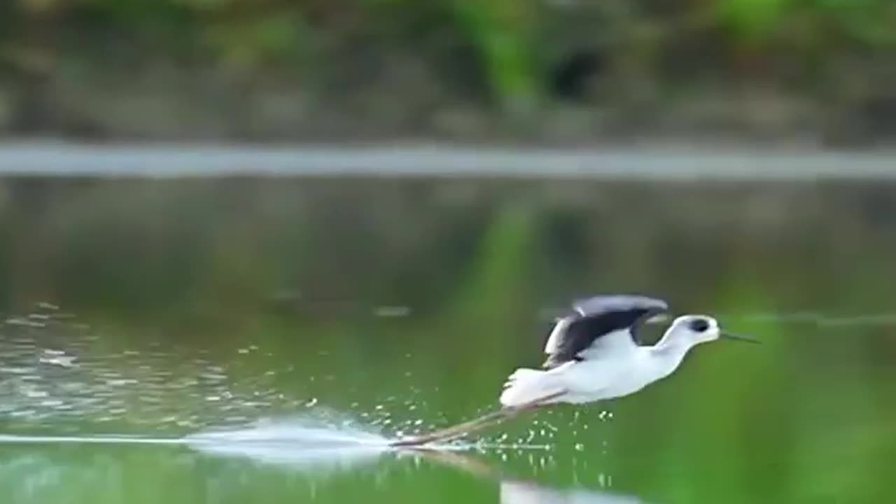 Birds trying to catch a fish