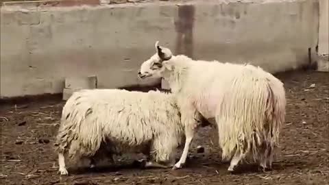 Aa special sheep fight🤜🏽😱🤛🏽_Cut