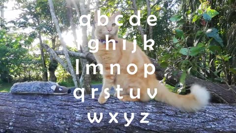 Cat lovers - Learn the Alphabet with Kitty Kat