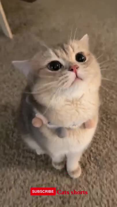 funny cat ❤️❤️ #cats #funny #shorts #cat #cute