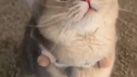 funny cat ❤️❤️ #cats #funny #shorts #cat #cute