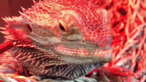 Our Bearded Dragon “Goku”