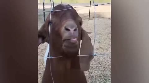 Funny animal video.