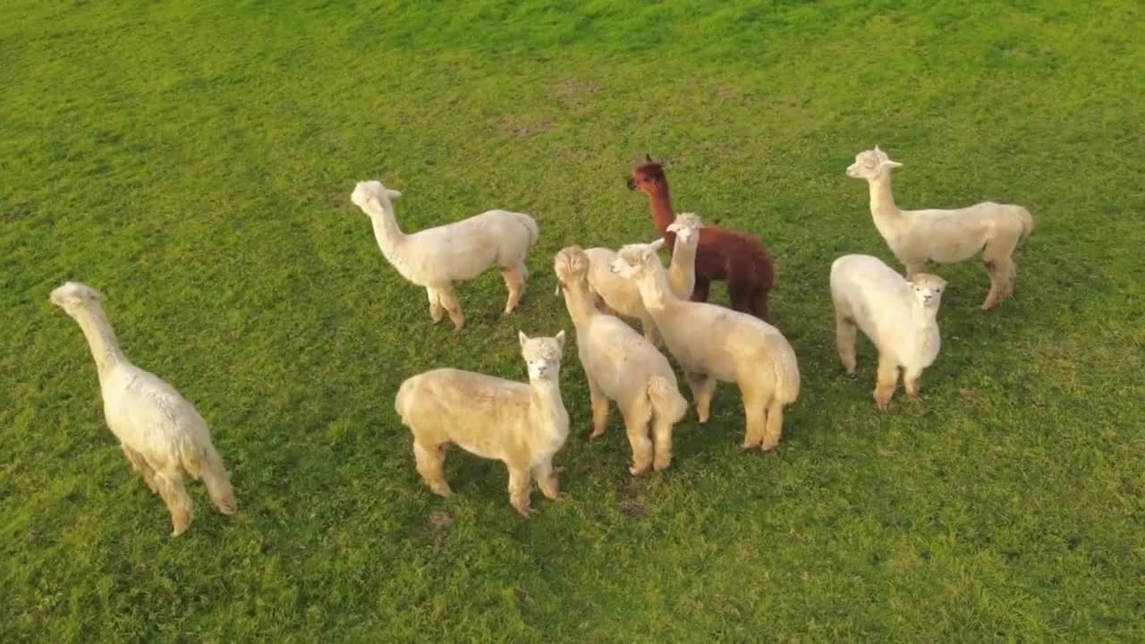 FARM Animal Moments - Cow, Horse, Cat, Dog, Sheep, Chicken, Duck Animal Sounds