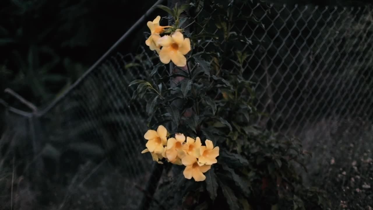 Yellow flowers in a garden near to a wire mesh