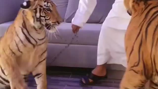Playing with tiger