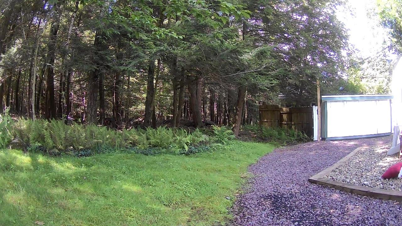 Cannn_____u________spot_______the______trees and trees