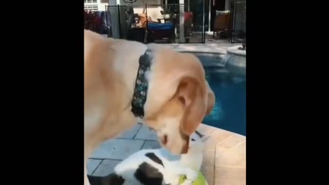 Funny cats and dogs video