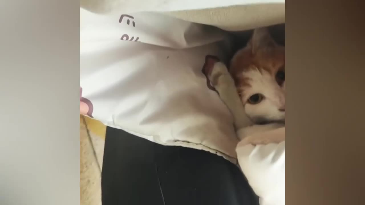 Vunny animal video 2024